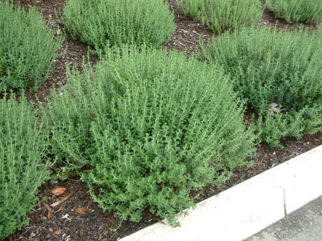 Teucrium X lucidrys