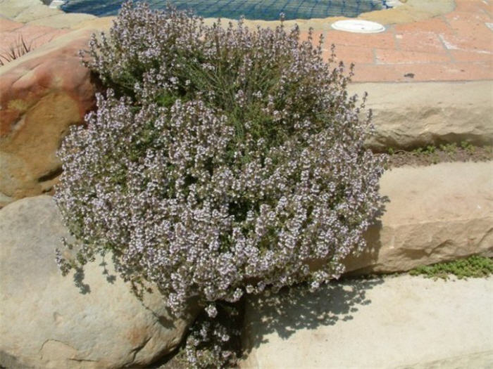 Thymus serpyllum 'Purple Carpet'