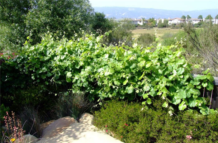 Vitis vinifera