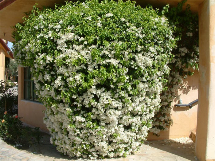 Bougainvillea, White Madonna