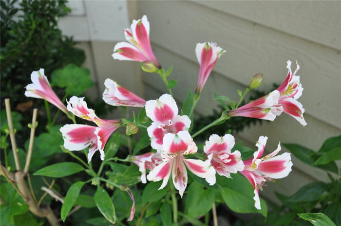 Alstroemeria hybrids