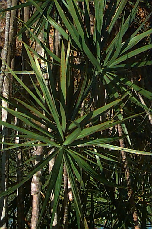 Red-Edged Chevron Plant