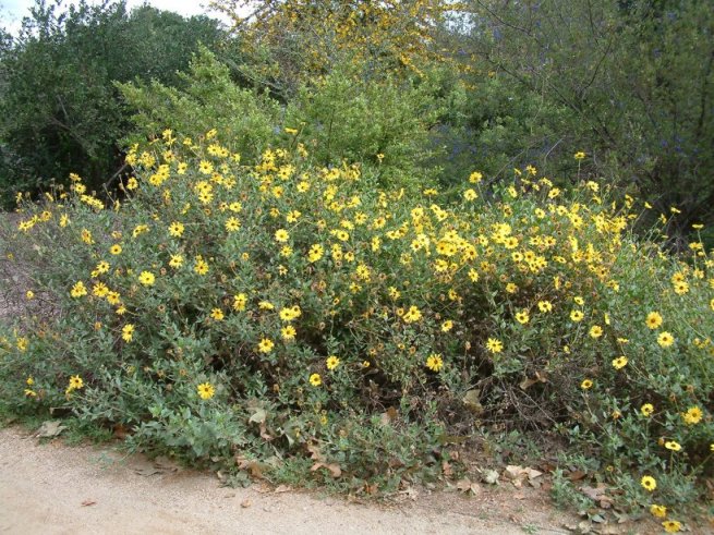 Encelia californica