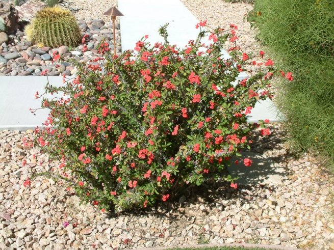 Euphorbia milii