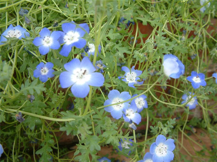 Plant photo of: Nemophila menziesii