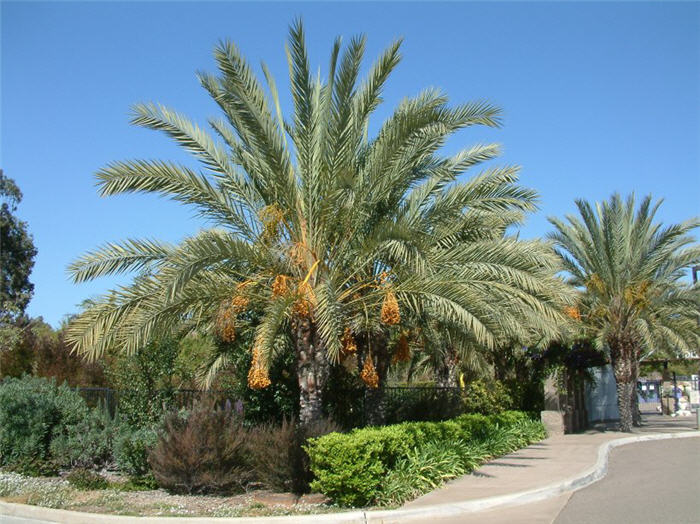 Date Palm