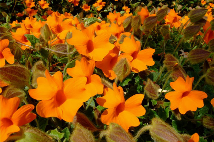 Plant photo of: Thunbergia gregorii