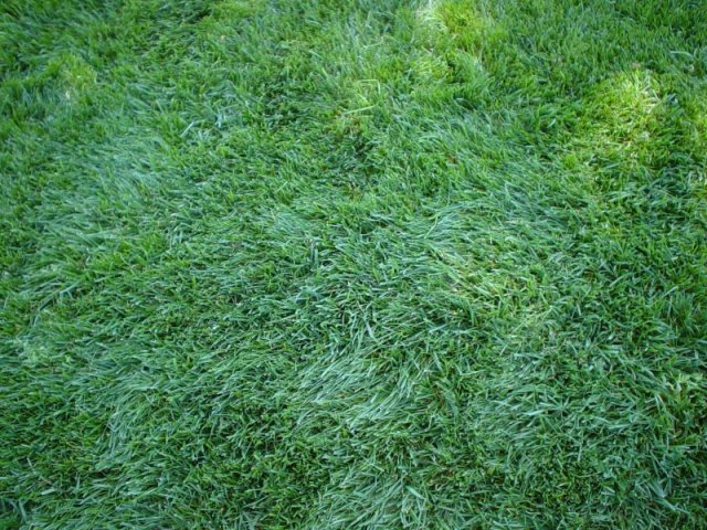 Tall Fescue, Marathon (turf)