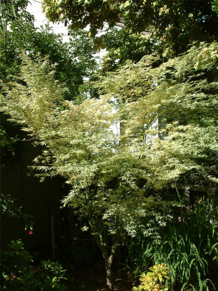 Plant photo of: Acer palmatum 'Butterfly'