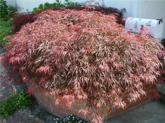 Acer palmatum 'Dissectum Atropurpureum'