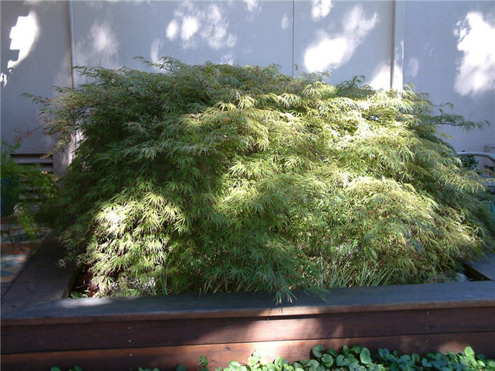 Plant photo of: Acer palmatum 'Dissectum'