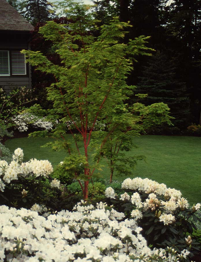 Coral Bark Maple