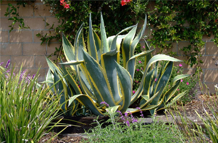 Plant photo of: Agave americana v. marginata