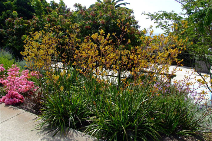 Kangaroo Paw 'Yellow'