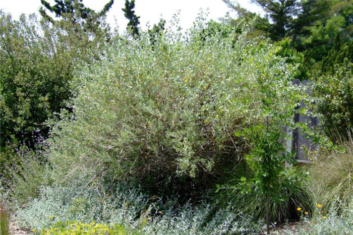 Atriplex lentiformis breweri