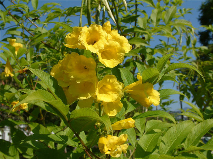 Plant photo of: Tecoma stans