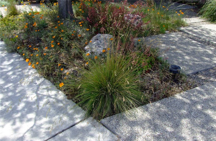 Plant photo of: Festuca muelleri