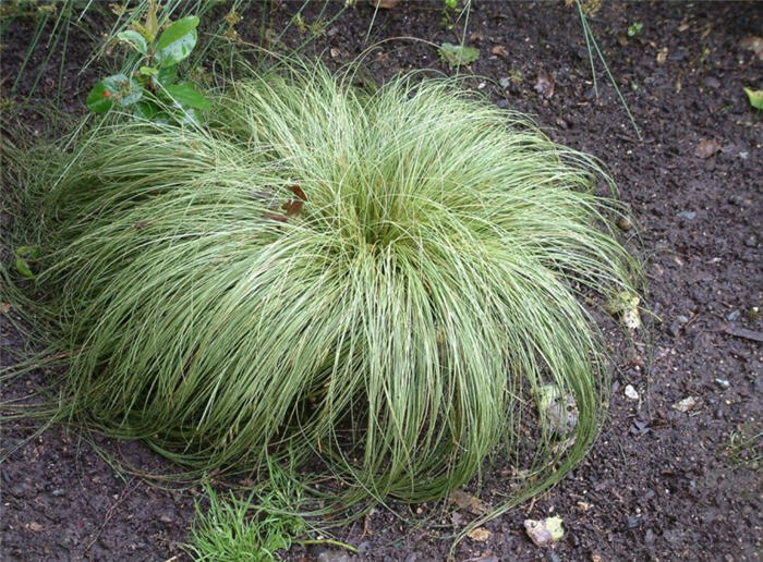 Carex albula  'Frosty Curls'