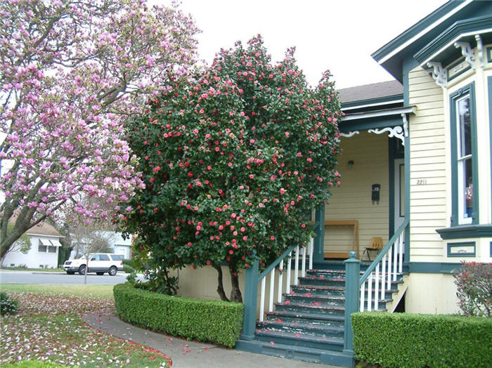 Camellia japonica