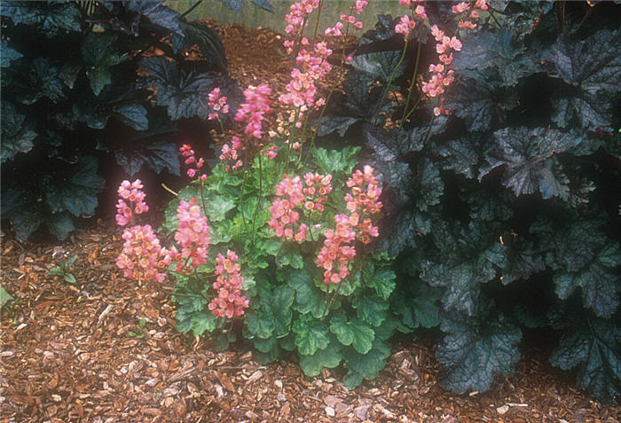 Heuchera cultivars