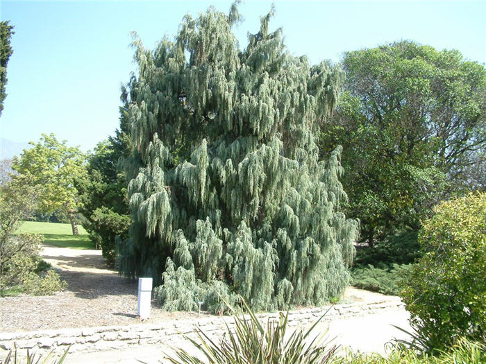 Plant photo of: Juniperus scopulorum 'Tolleson's Weeping