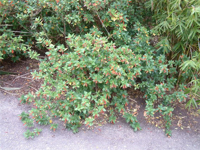 Candy Corn Plant