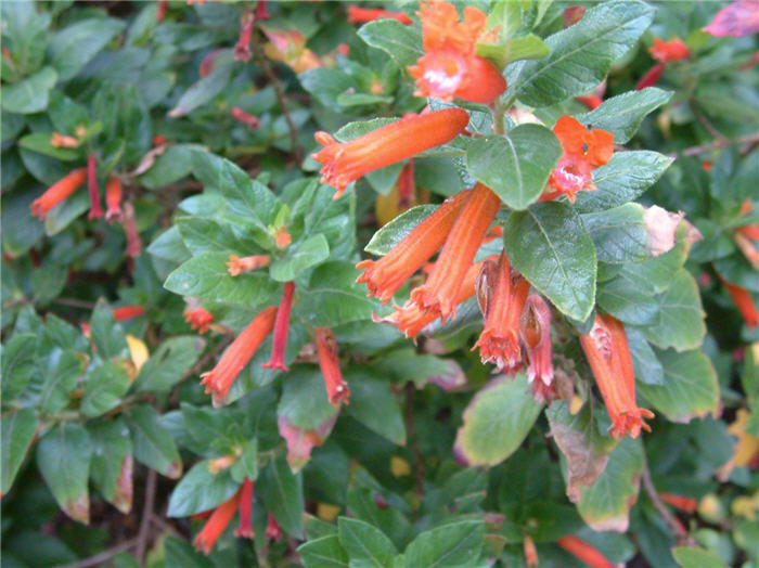 Plant photo of: Cuphea micropetala