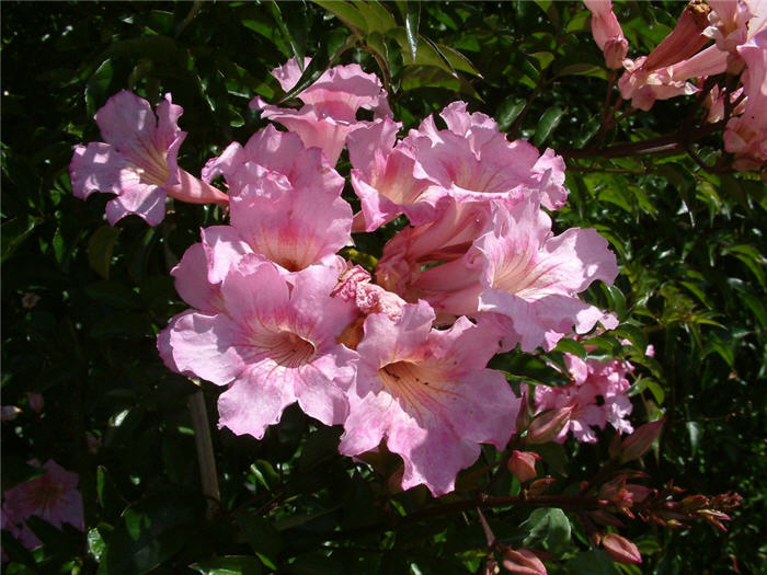 Pink Trumpet Vine