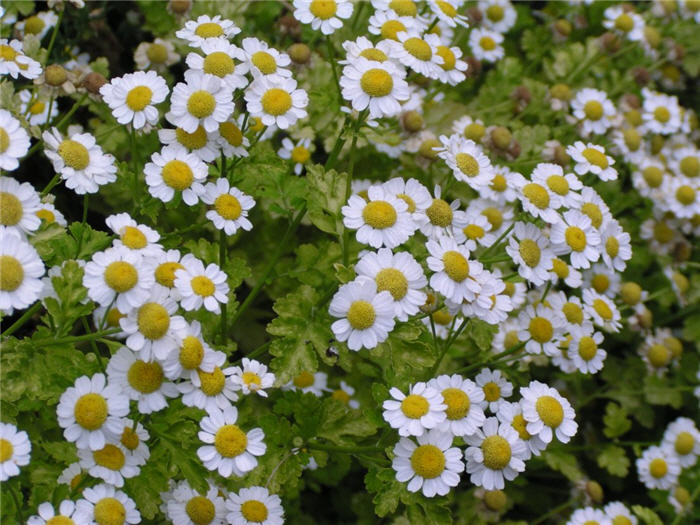 Plant photo of: Chrysanthemum parthenium