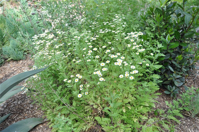 Plant photo of: Chrysanthemum parthenium