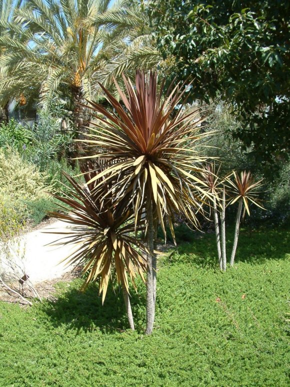 Cordyline 'Red Star'