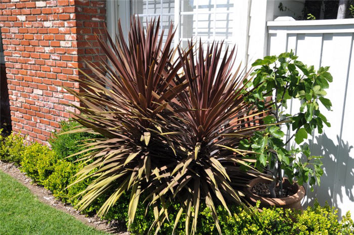 Plant photo of: Cordyline 'Red Star'