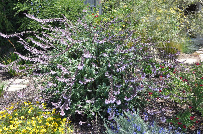 Salvia 'Waverly'