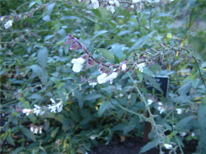 Plant photo of: Salvia 'Waverly'