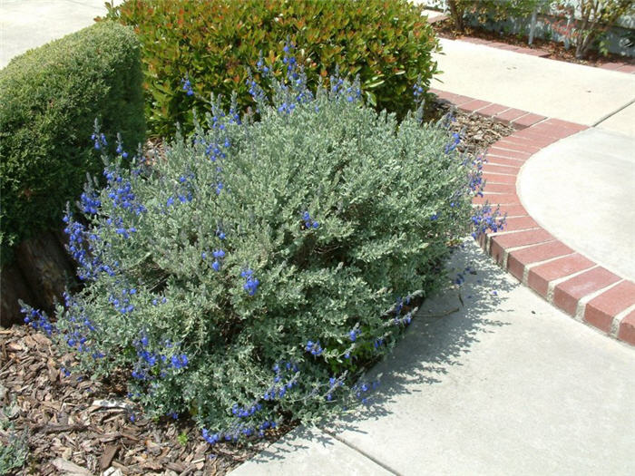 Plant photo of: Salvia chamaedryoides