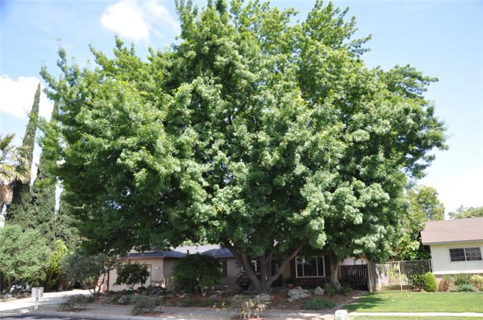 Pin Oak or Spanish Oak, Swamp Oak