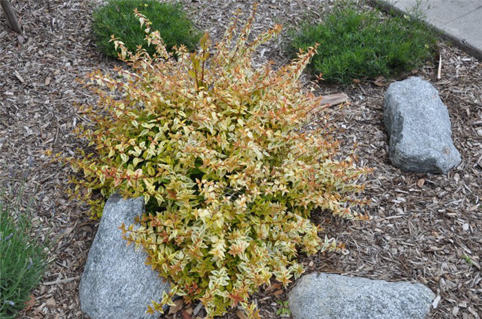 Plant photo of: Abelia X grandiflora 'Sunrise'