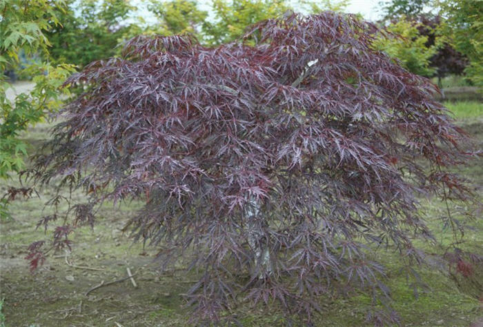 Inabashidare Japanese Maple