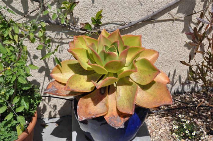 Aeonium succulents (various)