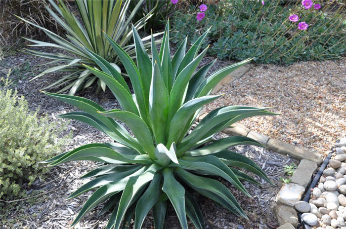 Plant photo of: Agave desmettiana Dwarf