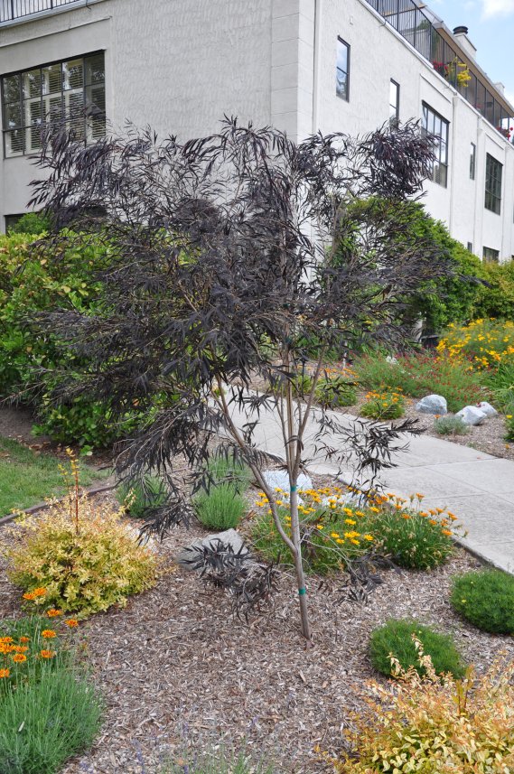 Agonis flexuosa 'Jervais Bay After Dark'