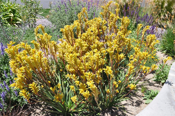 Bush Dawn Kangaroo Paw