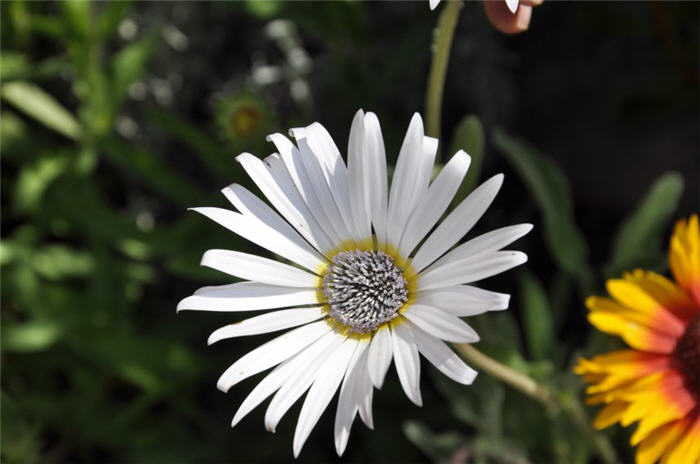 Arctotis grandis 'Blue Eyed Daisy