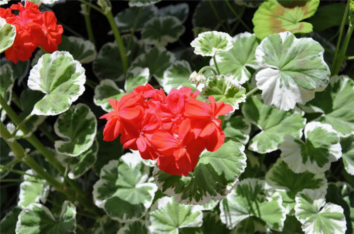 Plant photo of: Geranium wilhelm langguth