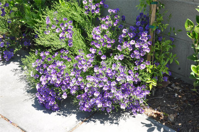 Purple Robe Cup Flower