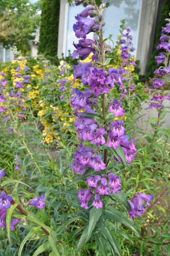 Plant photo of: Penstemon 'Sour Grapes'