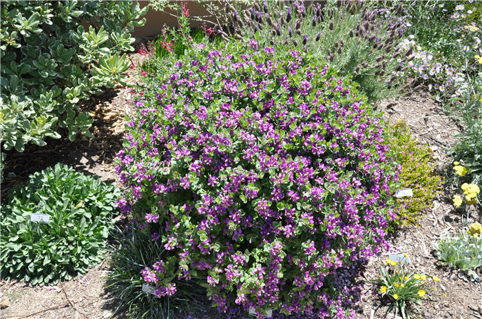 Polygala myrtiflora ?Mariposa'