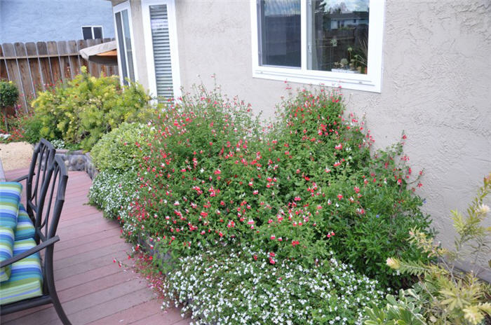 Salvia 'Hot Lips'