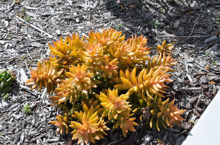 Plant photo of: Sedum nussbaumeranian