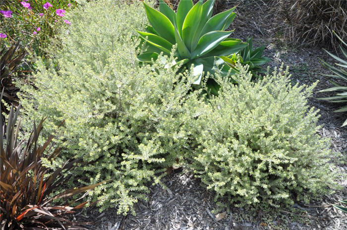 Westringia fruticosa ?Smokey'